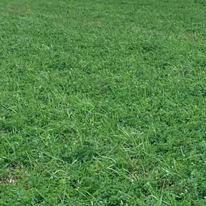 Meet your Posher, Ava